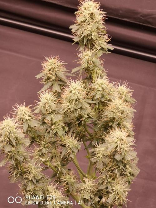 ETERNITY Grow Cup 2026 Bye Zamnesia 💚. Week 7