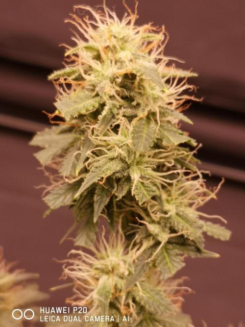 ETERNITY Grow Cup 2026 Bye Zamnesia 💚. Week 7