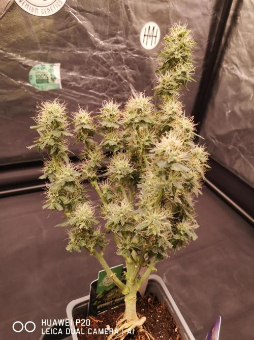 ETERNITY Grow Cup 2026 Bye Zamnesia 💚. Week 7