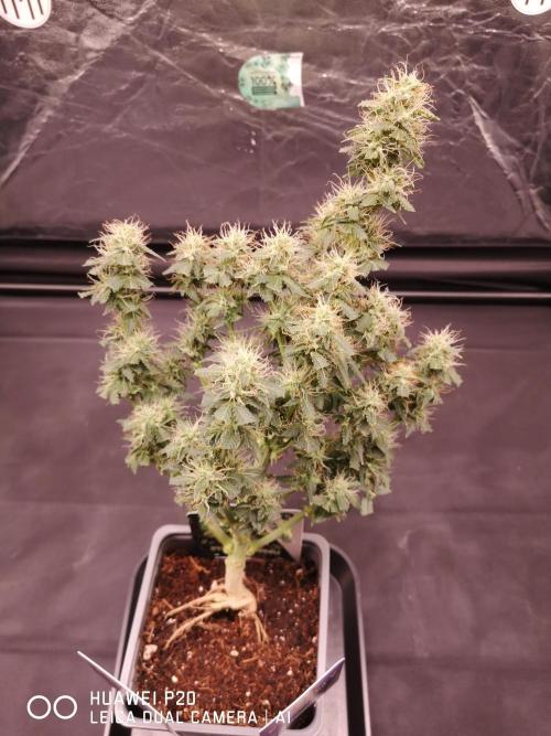 ETERNITY Grow Cup 2026 Bye Zamnesia 💚. Week 7