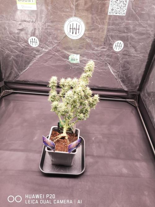 ETERNITY Grow Cup 2026 Bye Zamnesia 💚. Week 7