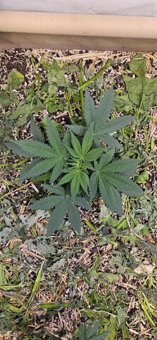 Green Poison SweetSeeds-ACE Zamaldelica. Week 7 - GP - Day 46