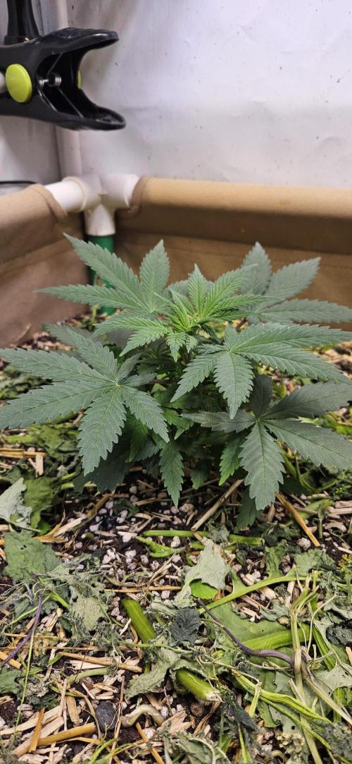 Green Poison SweetSeeds-ACE Zamaldelica. Week 7 - GP - Day 46