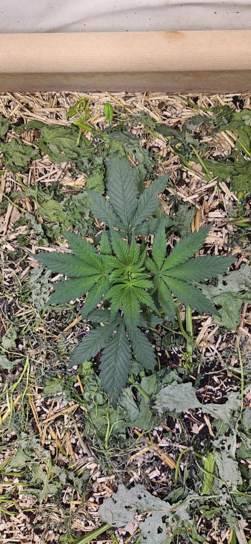 Green Poison SweetSeeds-ACE Zamaldelica. Week 7 - Zamaldelica 1 - Day 25