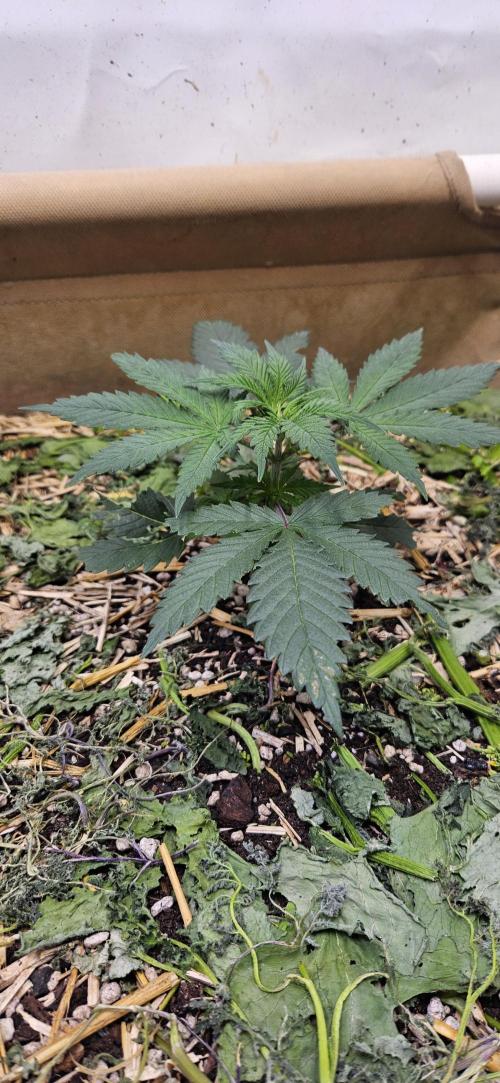 Green Poison SweetSeeds-ACE Zamaldelica. Week 7 - Zamaldelica 1 - Day 25