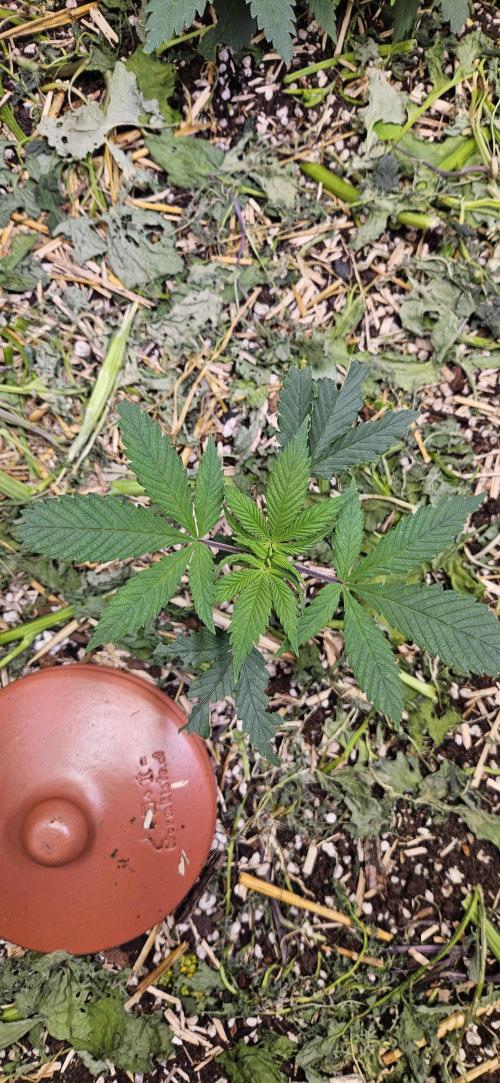 Green Poison SweetSeeds-ACE Zamaldelica. Week 7 - Zamaldelica 2 - Day 25