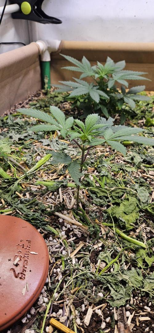 Green Poison SweetSeeds-ACE Zamaldelica. Week 7 - Zamaldelica 2 - Day 25