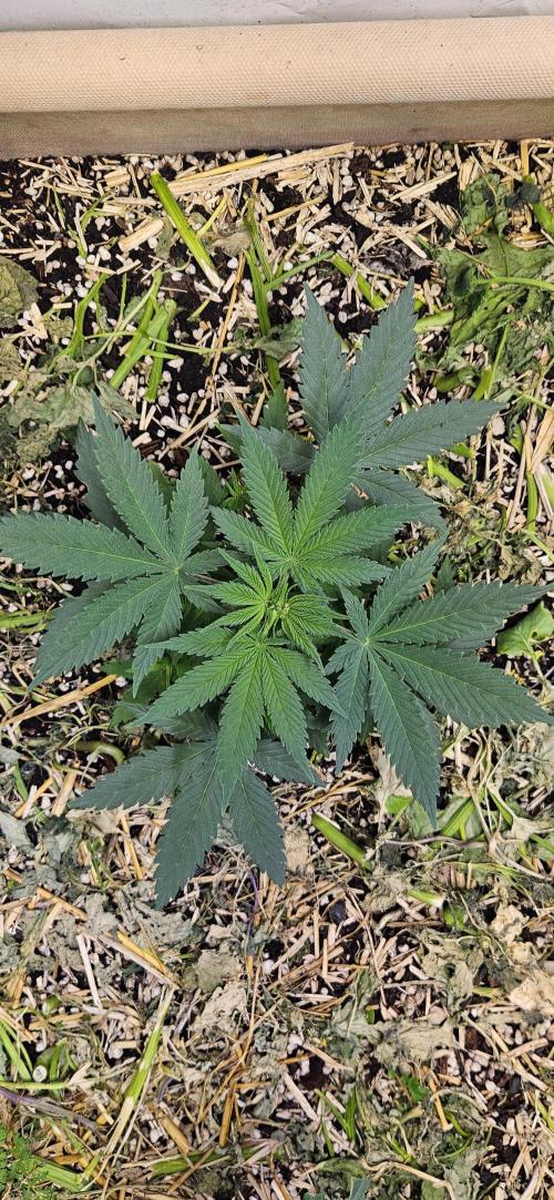 Green Poison SweetSeeds-ACE Zamaldelica. Week 7 - GP - Day 48