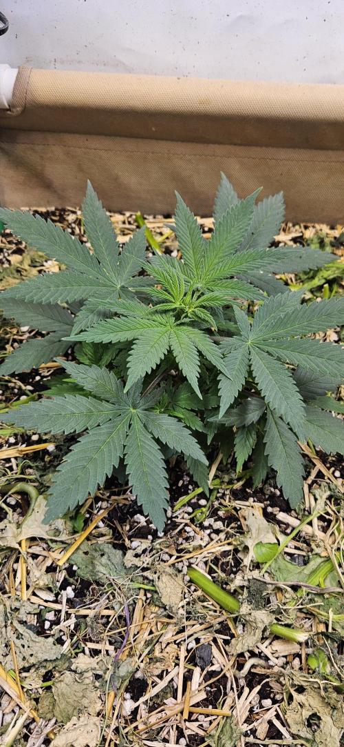 Green Poison SweetSeeds-ACE Zamaldelica. Week 7 - GP - Day 48