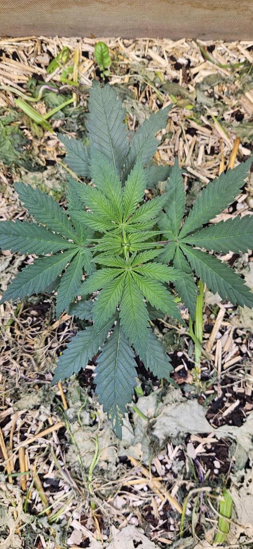 Green Poison SweetSeeds-ACE Zamaldelica. Week 7 - Zamaldelica 1 - Day 27