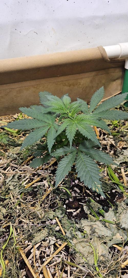 Green Poison SweetSeeds-ACE Zamaldelica. Week 7 - Zamaldelica 1 - Day 27