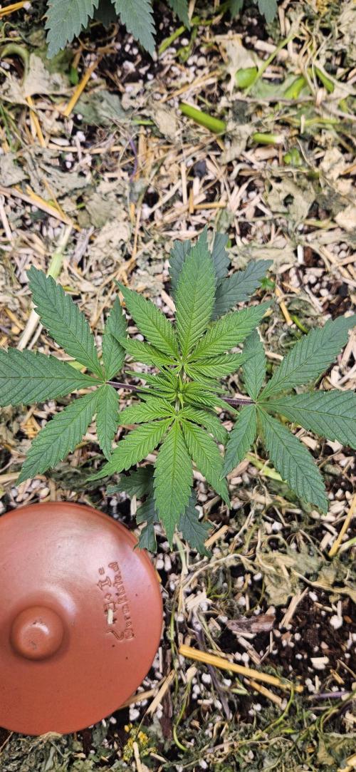 Green Poison SweetSeeds-ACE Zamaldelica. Week 7 - Zamaldelica 2 - Day 27