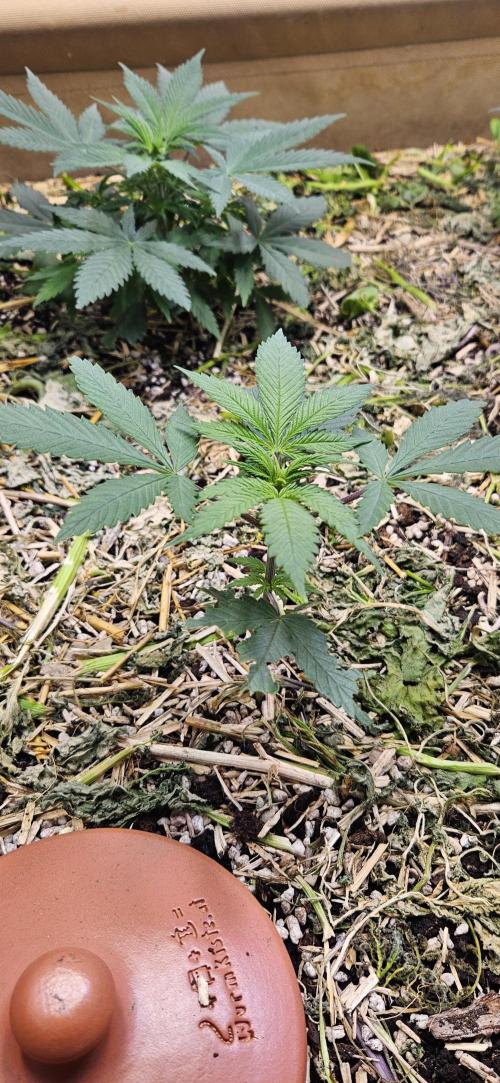 Green Poison SweetSeeds-ACE Zamaldelica. Week 7 - Zamaldelica 2 - Day 27