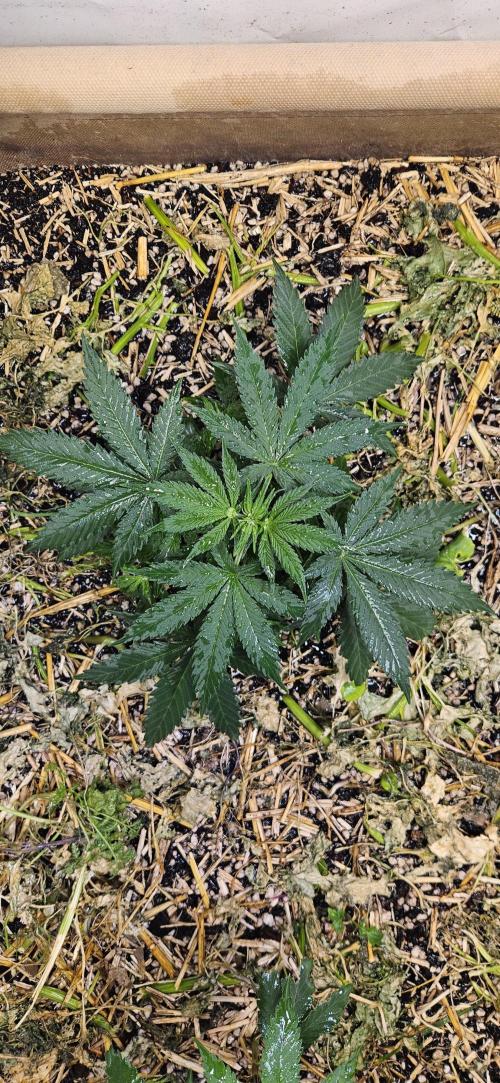 Green Poison SweetSeeds-ACE Zamaldelica. Week 8 - GP - Day 50