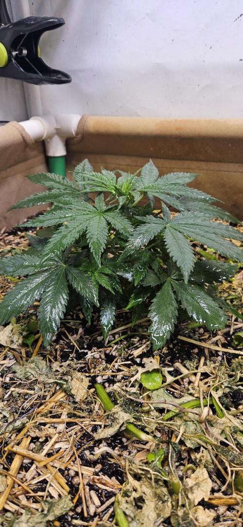 Green Poison SweetSeeds-ACE Zamaldelica. Week 8 - GP - Day 50