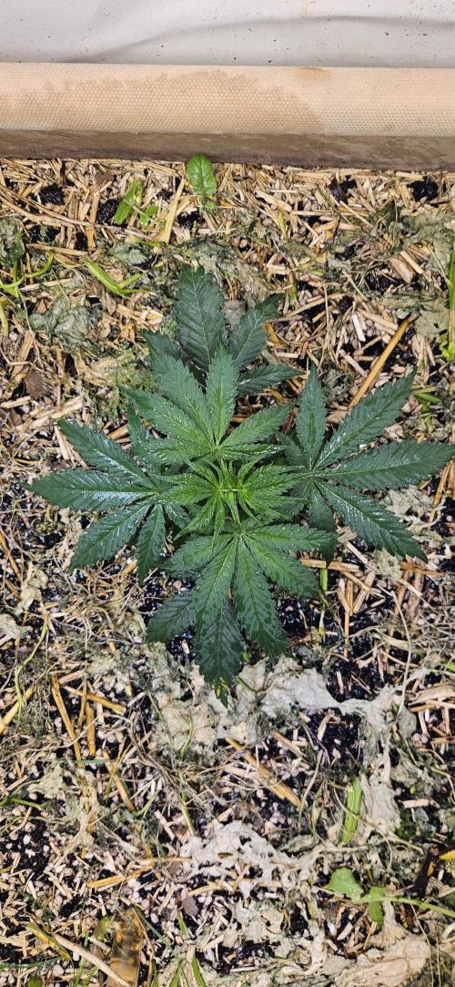 Green Poison SweetSeeds-ACE Zamaldelica. Week 8 - Zamaldelica 1 - Day 29