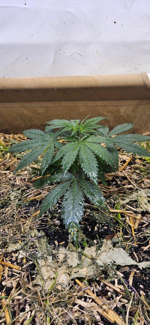 Green Poison SweetSeeds-ACE Zamaldelica. Week 8 - Zamaldelica 1 - Day 29