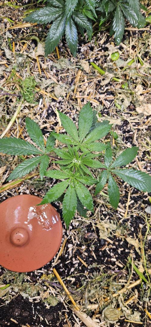 Green Poison SweetSeeds-ACE Zamaldelica. Week 8 - Zamaldelica 2 - Day 29