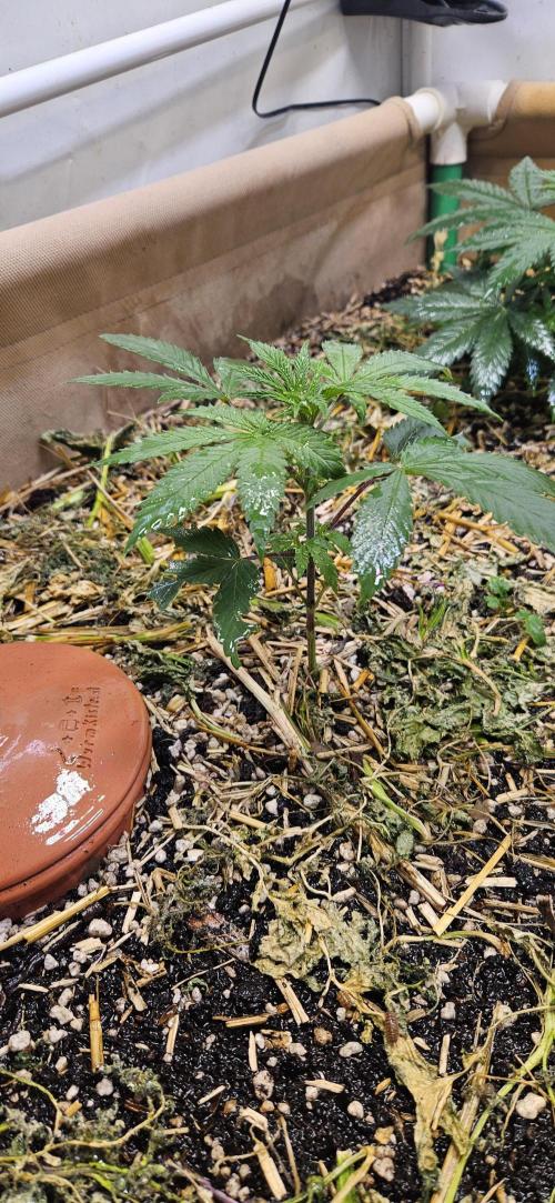 Green Poison SweetSeeds-ACE Zamaldelica. Week 8 - Zamaldelica 2 - Day 29