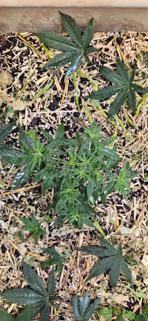 Green Poison SweetSeeds-ACE Zamaldelica. Week 8 - GP - Day 53