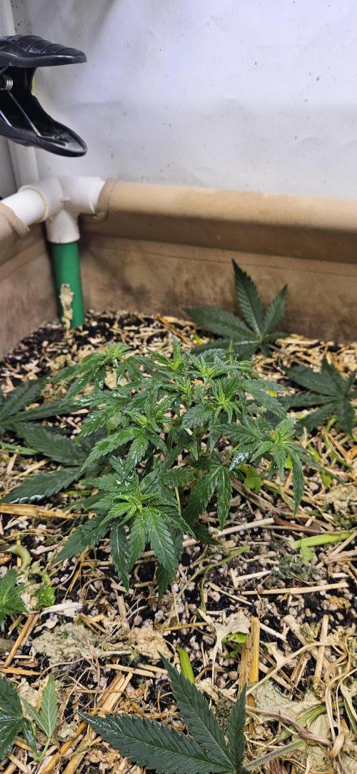 Green Poison SweetSeeds-ACE Zamaldelica. Week 8 - GP - Day 53