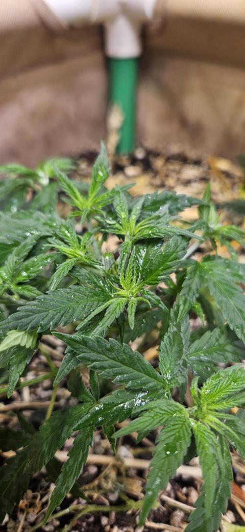 Green Poison SweetSeeds-ACE Zamaldelica. Week 8 - GP - Day 52