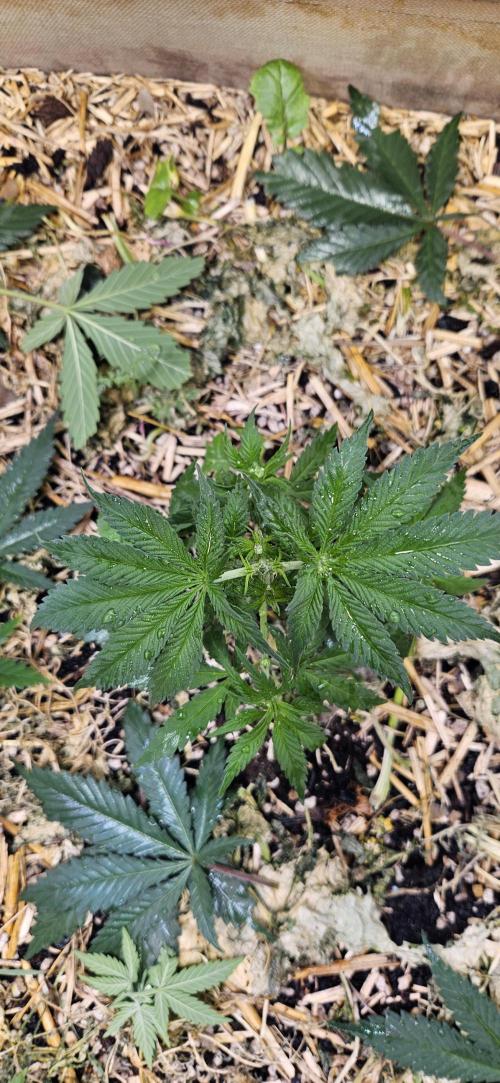 Green Poison SweetSeeds-ACE Zamaldelica. Week 8 - Zamaldelica 1 - Day 32