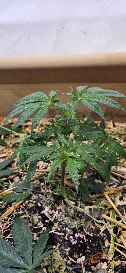 Green Poison SweetSeeds-ACE Zamaldelica. Week 8 - Zamaldelica 1 - Day 32