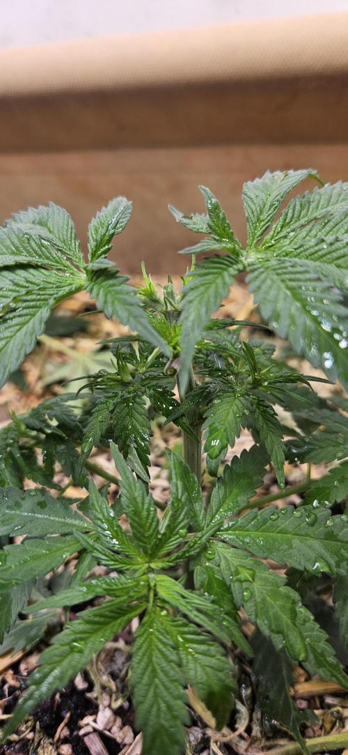 Green Poison SweetSeeds-ACE Zamaldelica. Week 8 - Zamaldelica 1 - Day 32