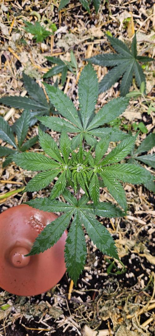 Green Poison SweetSeeds-ACE Zamaldelica. Week 8 - Zamaldelica 2 - Day 32