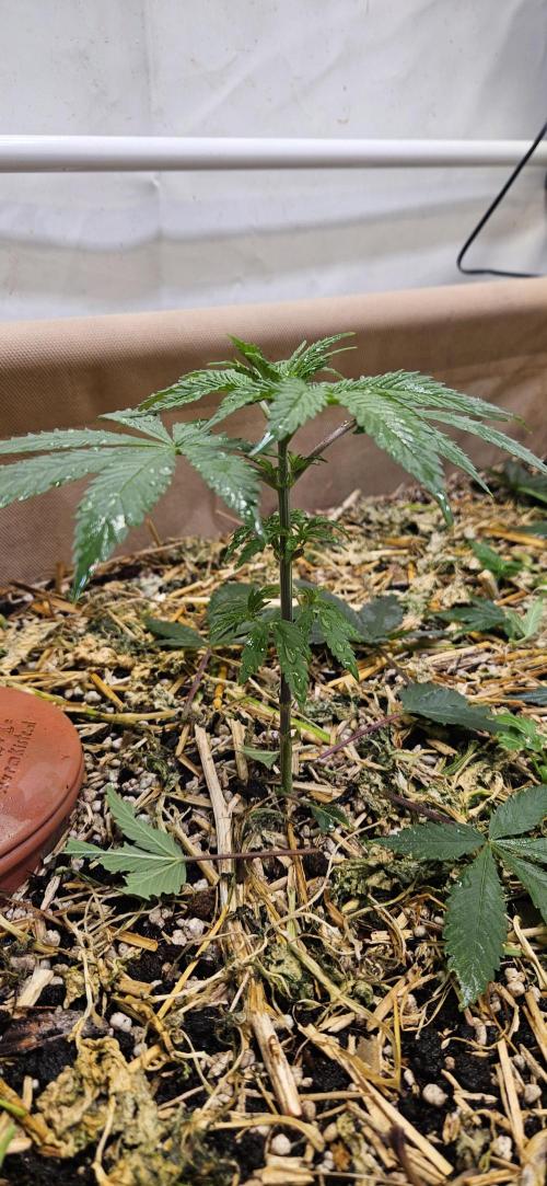 Green Poison SweetSeeds-ACE Zamaldelica. Week 8 - Zamaldelica 2 - Day 32