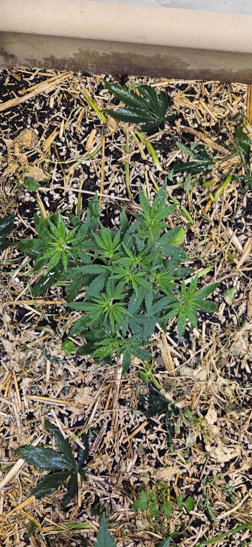 Green Poison SweetSeeds-ACE Zamaldelica. Week 8 - GP - Day 55