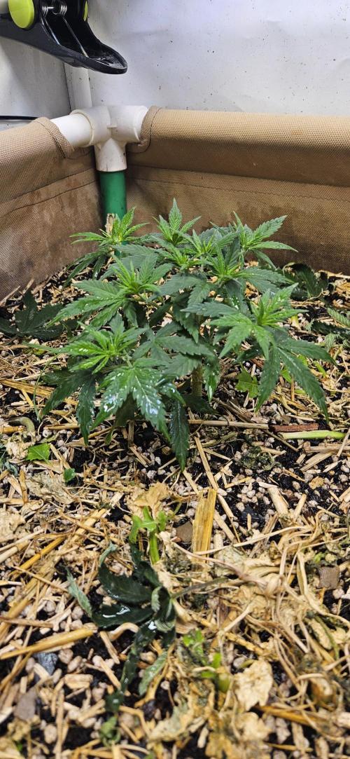 Green Poison SweetSeeds-ACE Zamaldelica. Week 8 - GP - Day 55