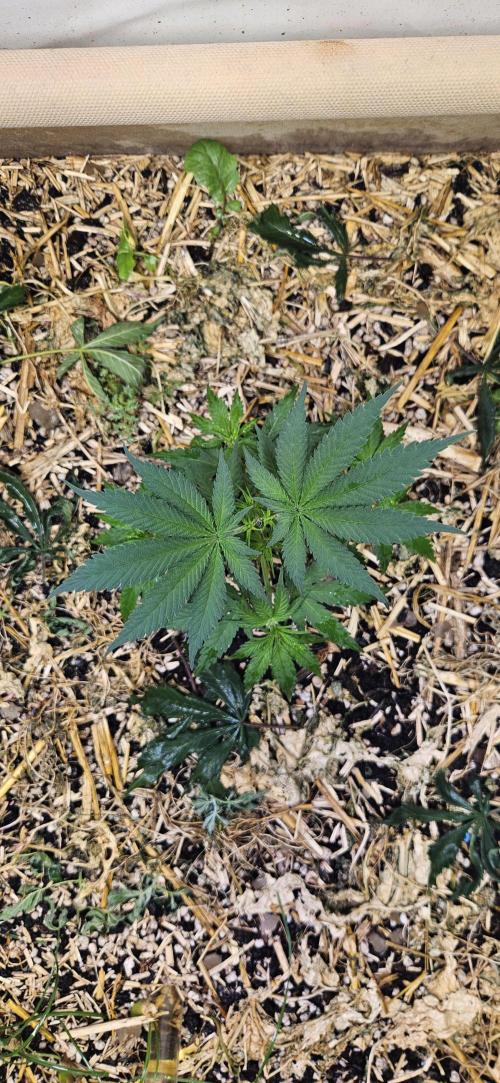 Green Poison SweetSeeds-ACE Zamaldelica. Week 8 - Zamaldelica 1 - Day 34