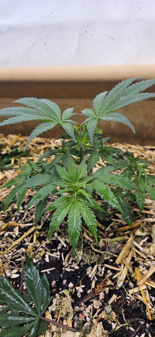 Green Poison SweetSeeds-ACE Zamaldelica. Week 8 - Zamaldelica 1 - Day 34