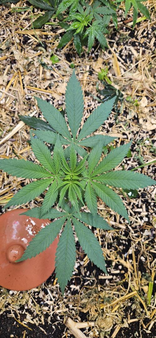 Green Poison SweetSeeds-ACE Zamaldelica. Week 8 - Zamaldelica 2 - Day 34