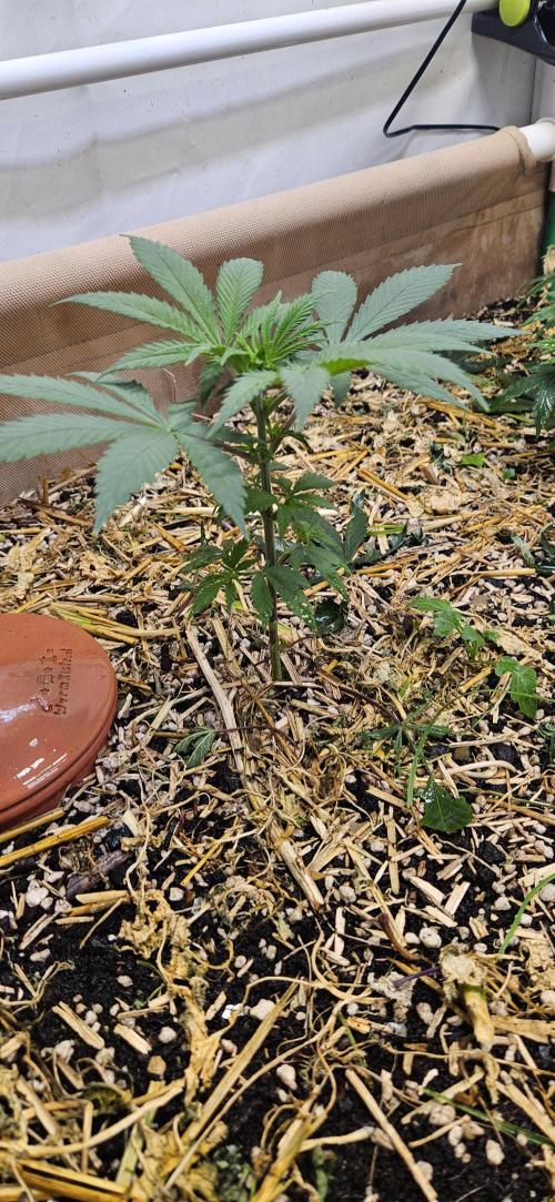 Green Poison SweetSeeds-ACE Zamaldelica. Week 8 - Zamaldelica 2 - Day 34