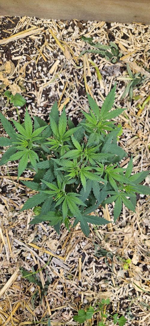 Green Poison SweetSeeds-ACE Zamaldelica. Week 9 - GP - Day 57