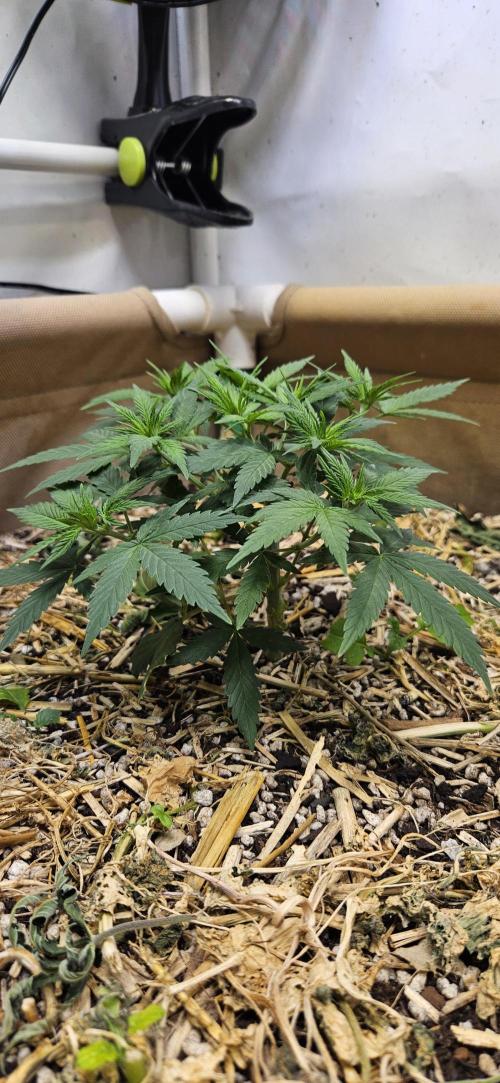 Green Poison SweetSeeds-ACE Zamaldelica. Week 9 - GP - Day 57