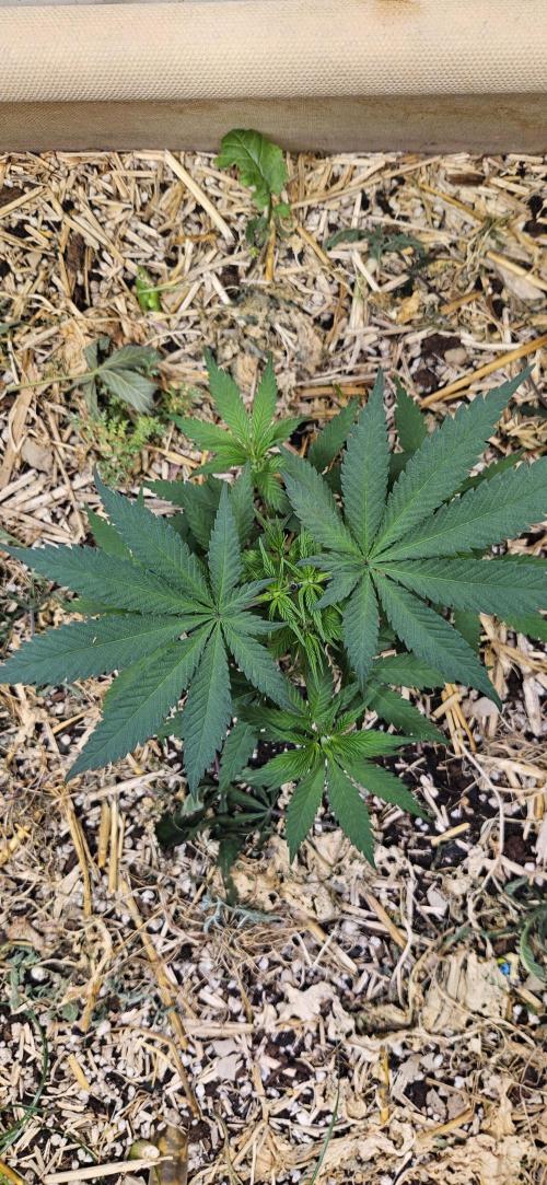 Green Poison SweetSeeds-ACE Zamaldelica. Week 9 - Zamaldelica 1 - Day 36