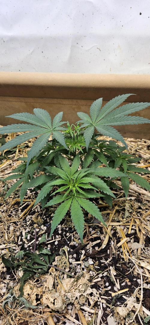 Green Poison SweetSeeds-ACE Zamaldelica. Week 9 - Zamaldelica 1 - Day 36