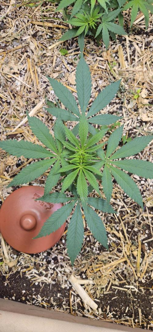 Green Poison SweetSeeds-ACE Zamaldelica. Week 9 - Zamaldelica 2 - Day 36