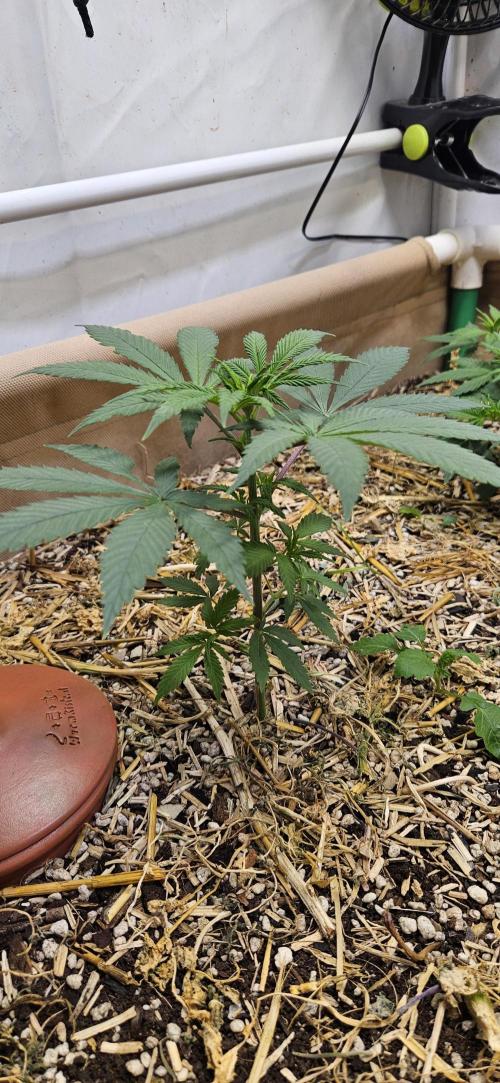 Green Poison SweetSeeds-ACE Zamaldelica. Week 9 - Zamaldelica 2 - Day 36