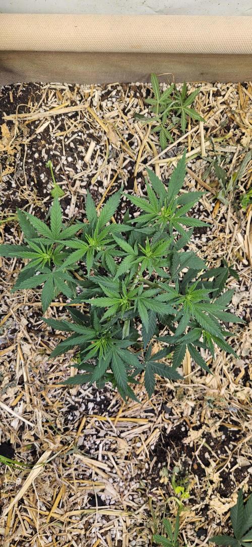 Green Poison SweetSeeds-ACE Zamaldelica. Week 9 - GP - Day 60