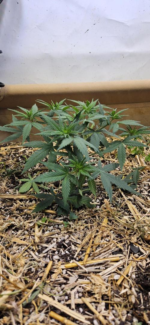 Green Poison SweetSeeds-ACE Zamaldelica. Week 9 - GP - Day 60