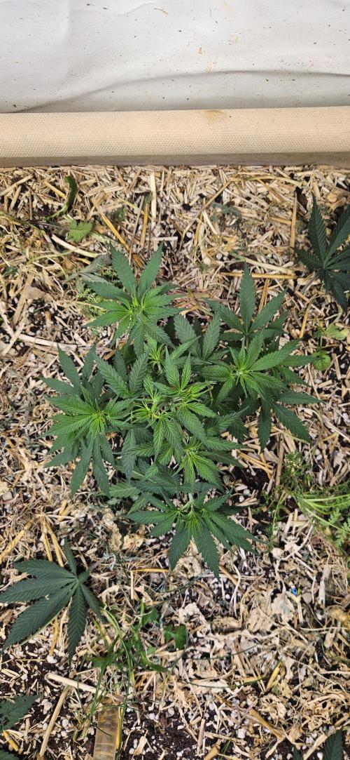 Green Poison SweetSeeds-ACE Zamaldelica. Week 9 - Zamaldelica 1 - Day 39