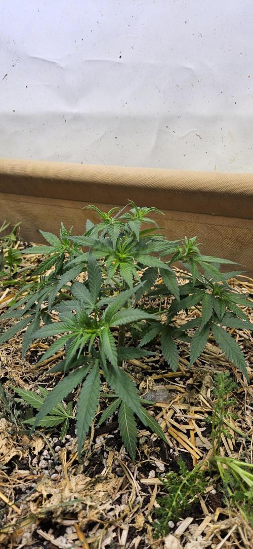 Green Poison SweetSeeds-ACE Zamaldelica. Week 9 - Zamaldelica 1 - Day 39