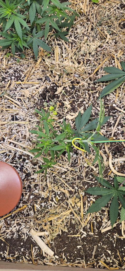 Green Poison SweetSeeds-ACE Zamaldelica. Week 9 - Zamaldelica 2 - Day 39