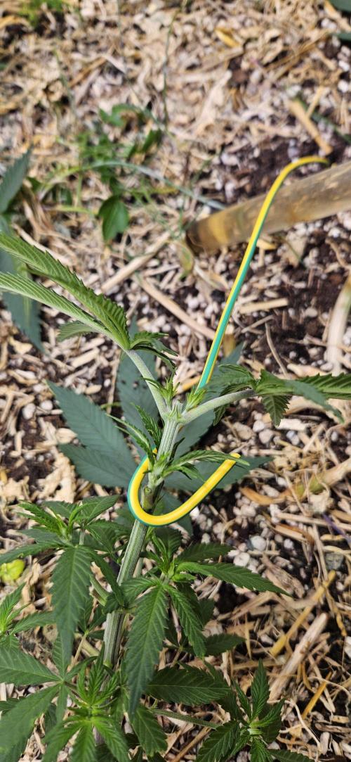 Green Poison SweetSeeds-ACE Zamaldelica. Week 9 - Zamaldelica 2 - Day 39