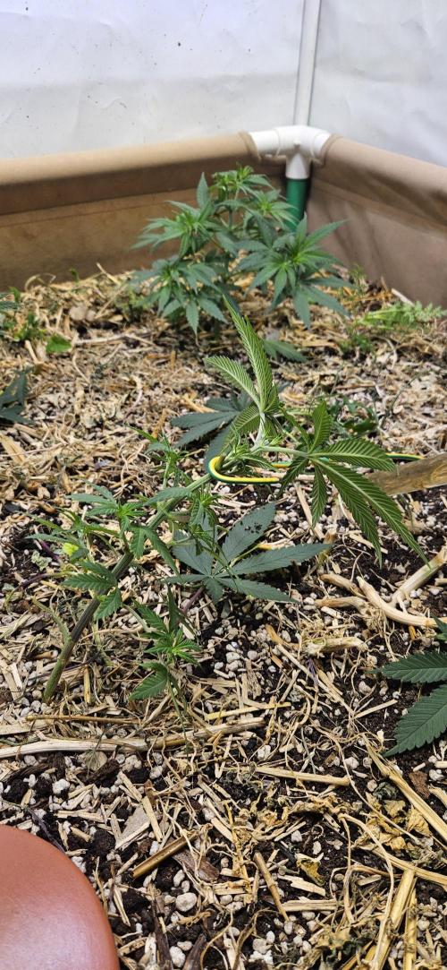 Green Poison SweetSeeds-ACE Zamaldelica. Week 9 - Zamaldelica 2 - Day 39